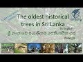 The oldest historical trees in Sri Lanka