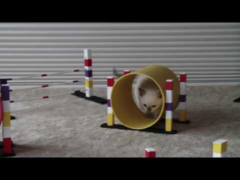 Tonkinese kitten training for