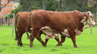 LOTE 17, 18 | Remate Braford Estância do Sossego 2021
