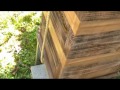 Japanese honeybee VS larger centipede