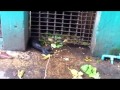 zoo lager scimpanzè thailandia