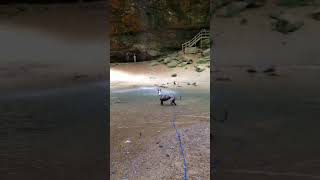 Greyhound Pretty playing in the water of Ash Cave having a blast!