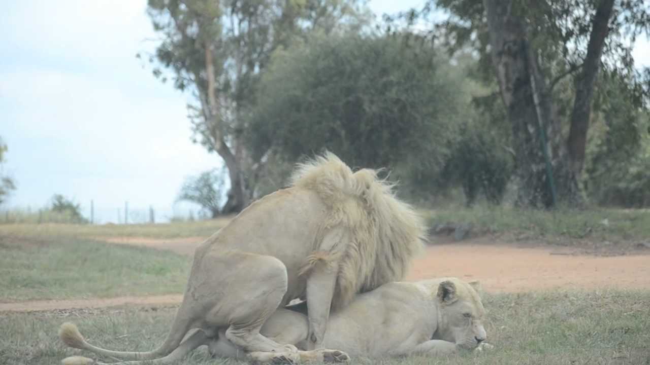 Sexo Animal - YouTube