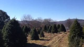 Christmas tree farm near Sparta, NC