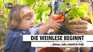 Den Reben geht's an den Kragen | RON TV | Sendung vom 16.08.2017