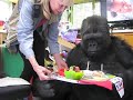 Gorilla