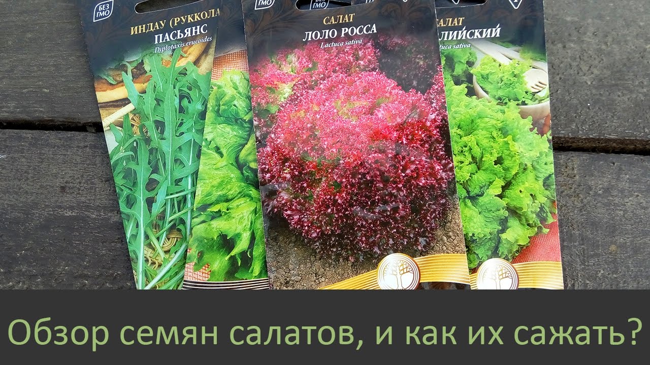 Как сажать семена салатов 709