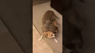 Apollo And Scarlet Fight
