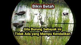 Berburu Burung Mandar Di Spot Sawah