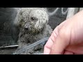 Blind Dog Living in a Trash Pile Gets the Most Beautiful Rescue - The End is Amazing