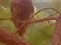 IMPRESIONANTE!!! BRUJA REAL EN LA HUASTECA!!! VER PARA CREER!!!!! JUZGUEN USTEDES MISMOS