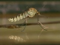 Mosquito - Natural History