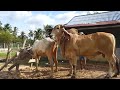 oxx and cow meeting| cow meeting # cow xxx