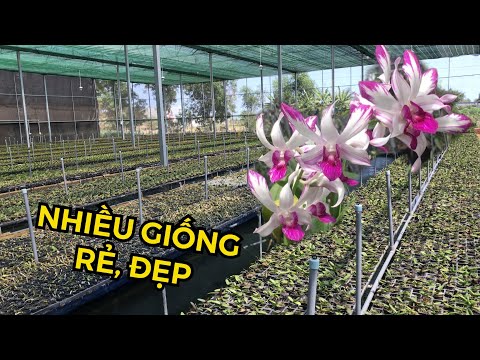 NHIỀU GIỐNG LAN ĐẸP NHÂN NGÀY 8-3: CHỚP CHUỒN, CATTLEYA, CHỚP MINI,...| #HOALANDUYPHONG