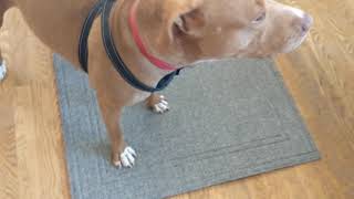 Shine's ready for a walk