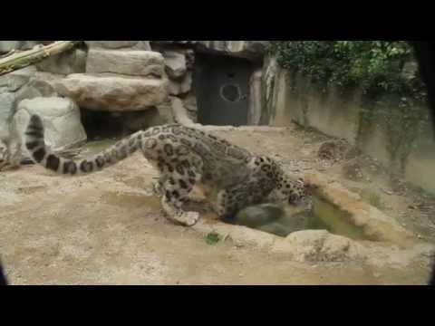 Snow Leopard　ユキヒョウ　王子動物園