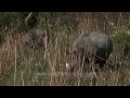 Rhinoceros grazing in Kaziranga National Park