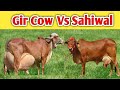 Highly Milking Biggest Udder Gir Cow Breed and Sahiwal Cow | Gir Cow Farming in India