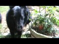 Belgian Sheepdog 