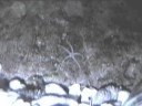 Mini Brittle Star crawling on a rock