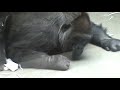 Gorilla Porno Video