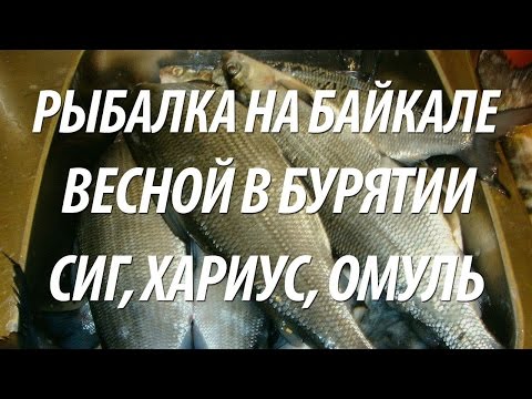 ловля омуля в бурятии ловля омуля в бурятии