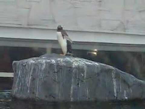 旭山動物園　ペンギン２