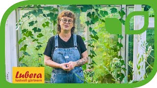 Artischocken Ernten Als Schnittblume Oder Zum Essen Wann Ist Artischocken Erntezeit?