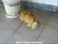 Cat vs. Dramatic Prairie Dog