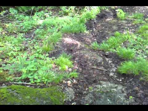 Hugh and Grace Hiking the Scenic Mountain Trail Video Hugh and Grace Hiking the Scenic Mountain Trail Video