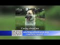 michigan humane society michigan humane society