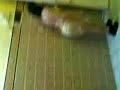 رقص قحاب