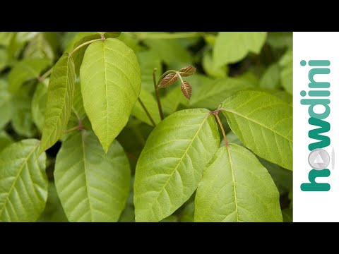 how to get rid of poison ivy rash