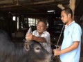 แซมเขาวัว