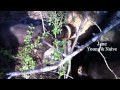 Porcupine & Lacy Dogs June 30, 2012