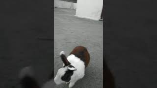 Rabbit Training My Bunny Perfect