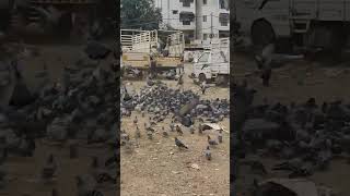 Feeding Pegions Amma Aruna Vlogs