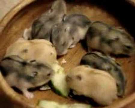 Baby Chicks Hatching baby chicks hatching. Baby Chicks Hatching