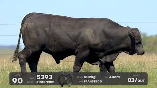 LOTE 90 - TOUROS BRANGUS - LEILÃO SÃO BIBIANO 2021