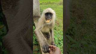 Hanuman Bajrang Monkey