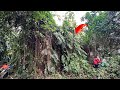 Shock-Full Reviving a house buried for 50years was cleaning cutting grass sawing trees