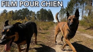Video Pour Chien Seul 2 Heures De Film Interactif