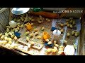 Ternak Ayam Broiler rumahan 100 ekor - HARI KE-1