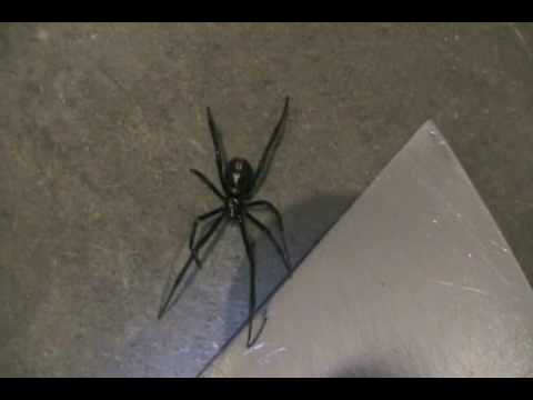 black widow spider bite pictures. BLACK WIDOW SPIDER BITE ( GUYS Black Widow Spider in our.