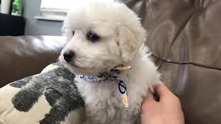 Puppies For Sale - Toy Poodles