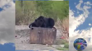 YouTube video: Появление медведя в населенном пункте
