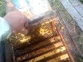 Bees on natural cell in Romania