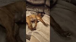 9 Week Old Puppy Has Big Stretch Sleeping Zsa Zsa Gabor