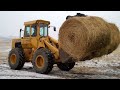 Feeding Cows during the long winter