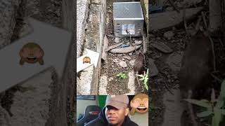 Funny Movement Mouse Trap Get In Description. 1M